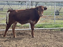 TEX BB steer