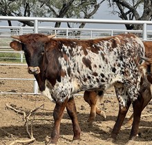 TEX Black Ice Steer