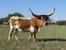 TEX Sweet Star of Fame