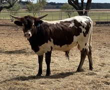 Sequence Bull Calf